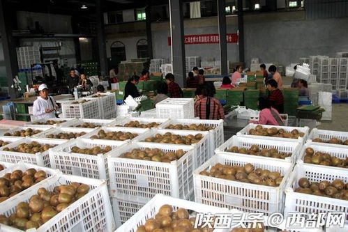 西安周至县 猕猴桃种出红火好日子 电商助力贫困户不愁销路